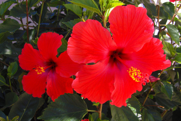 Native Florida Flowers